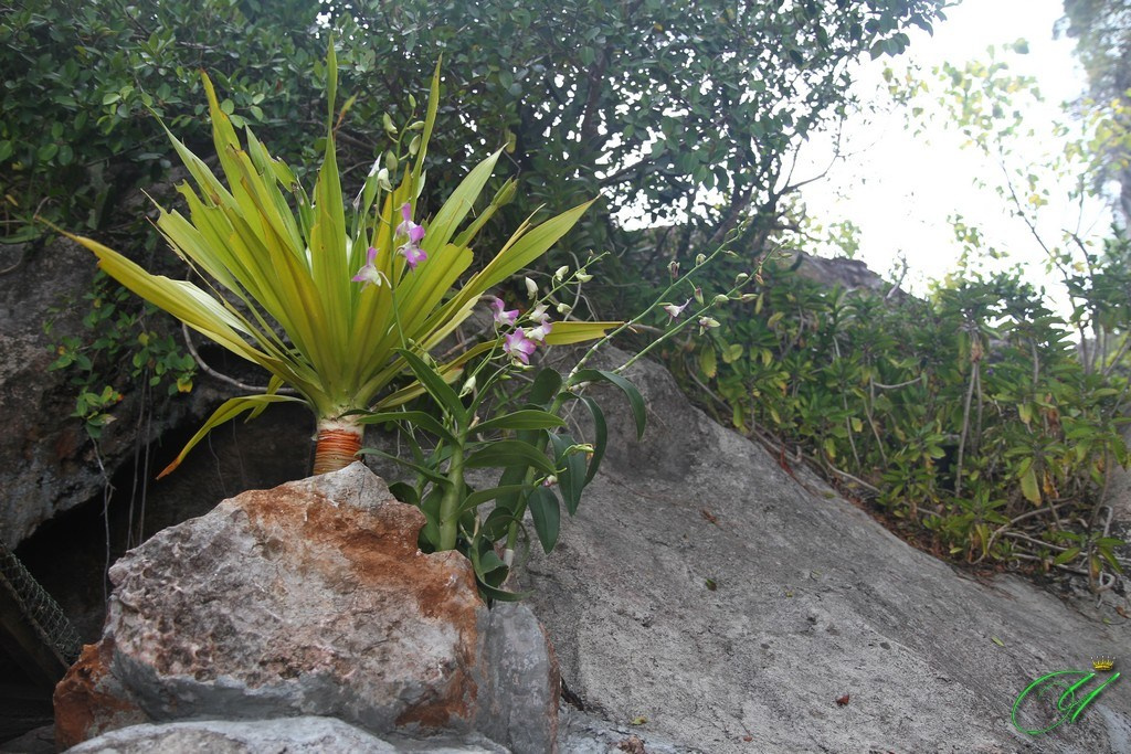 Тайланд. Пхукет 2013. Улица, люди, жизнь…