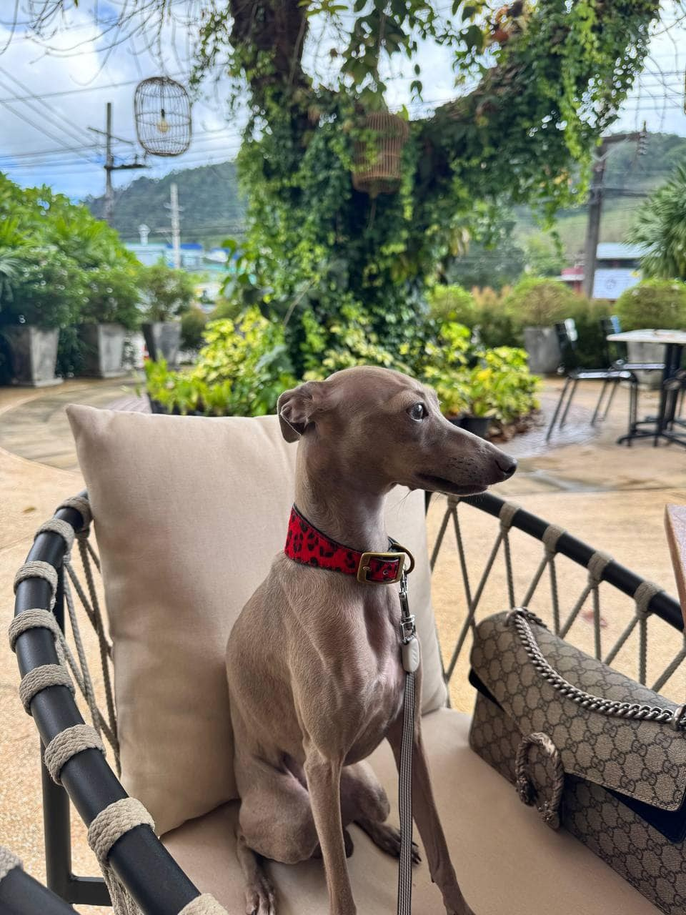 Профессиональный питомник левреток РКФ/FCI ASTI SAPPHIRE 💎 Сочи|Санкт-Петербург