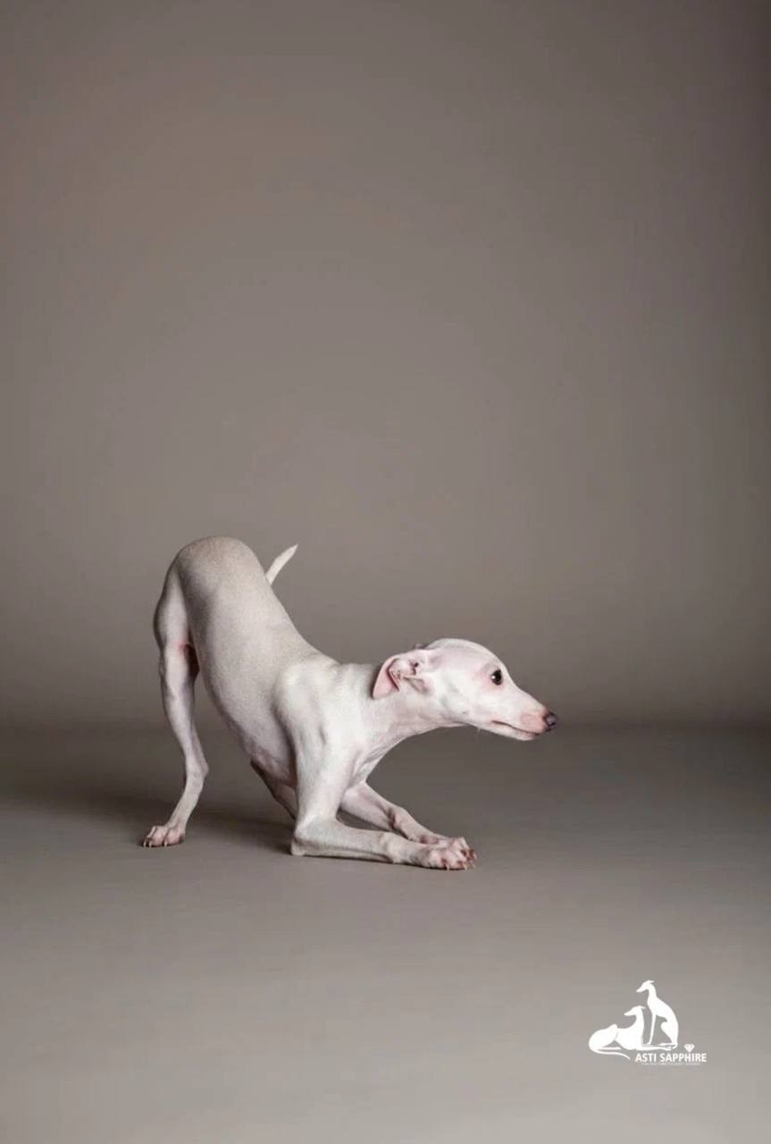 Jeremy & Jupiter. Профессиональный питомник левреток РКФ/FCI ASTI SAPPHIRE 💎 Сочи|Санкт-Петербург