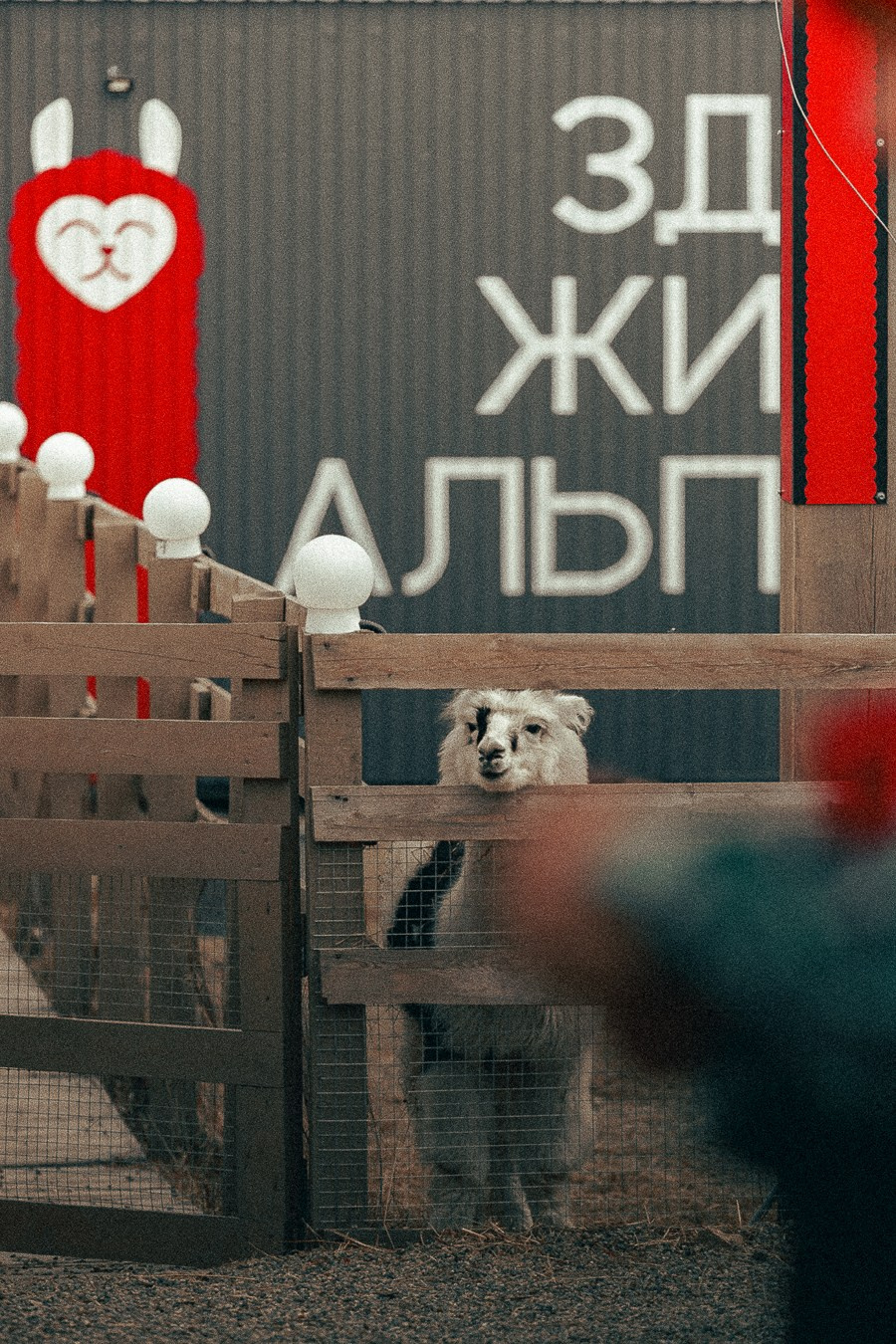 Ферма Альпак Владивосток. Oskar Dallas — professional photographer in Moscow