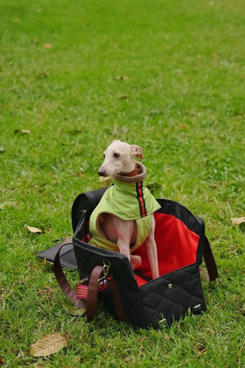 Путешествия. Профессиональный питомник левреток РКФ/FCI ASTI SAPPHIRE 💎 Сочи|Санкт-Петербург