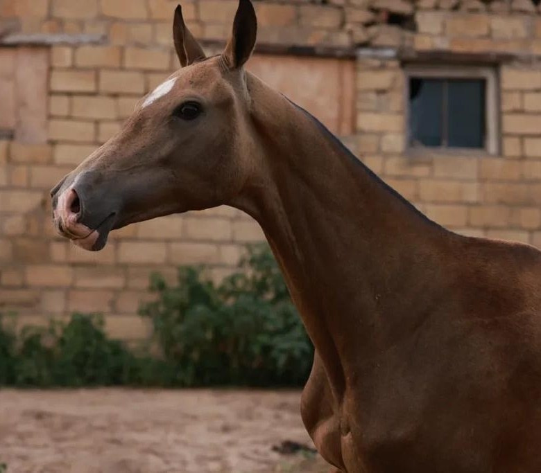 Баллюстрада. Продажа ахалтекинских и полукровных лошадей
