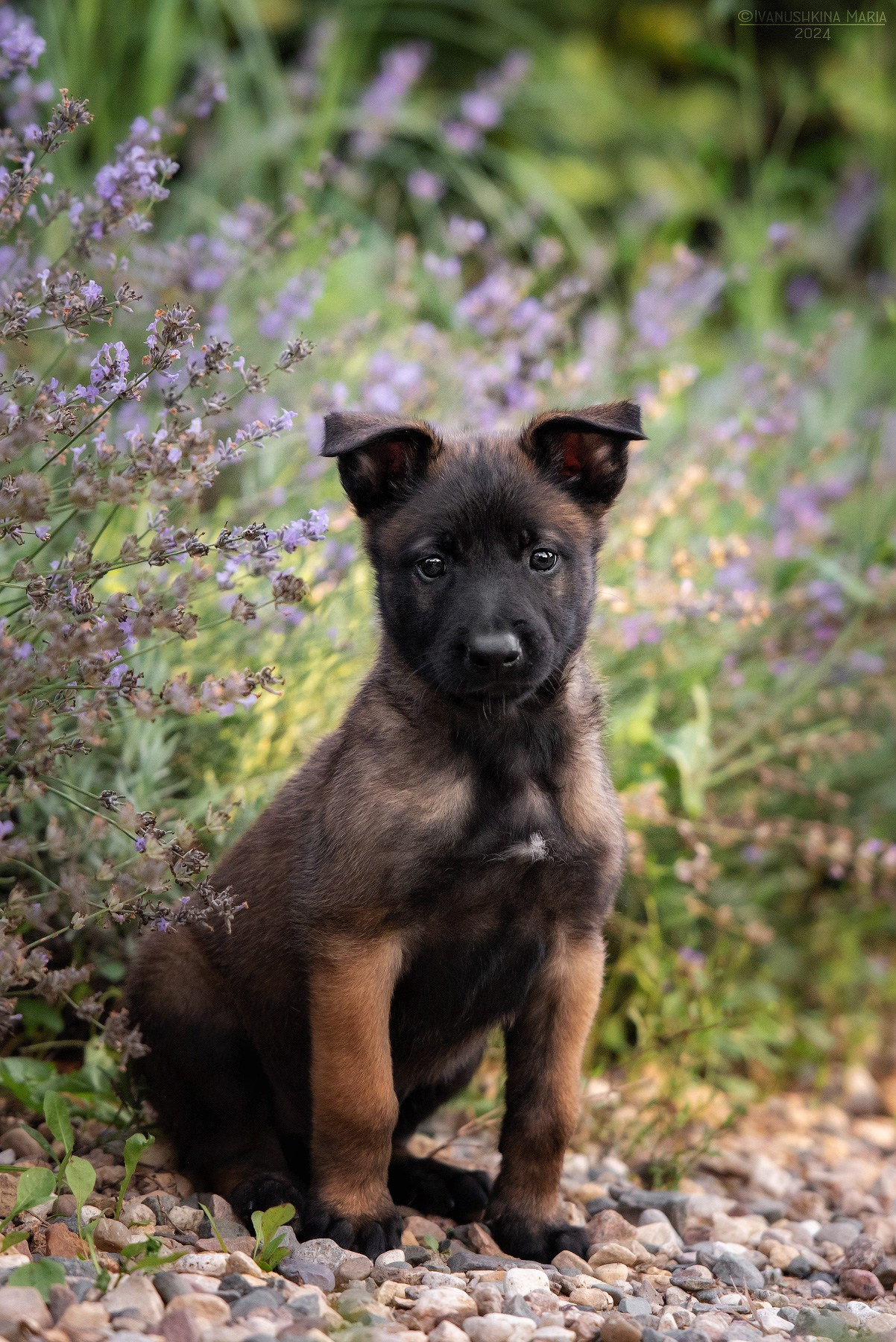Фотосессия щенков на продажу. Фотограф собак в Москве и Московской области Иванушкина Мария