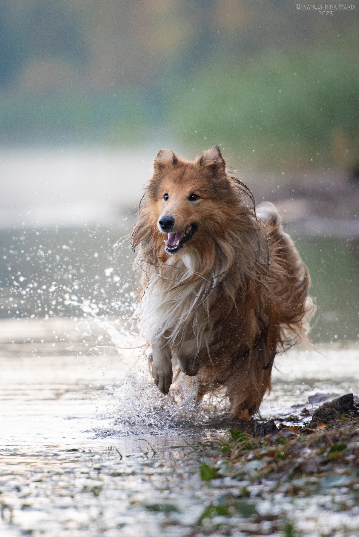 Фотограф-анималист. Фотограф собак в Москве и Московской области Иванушкина Мария