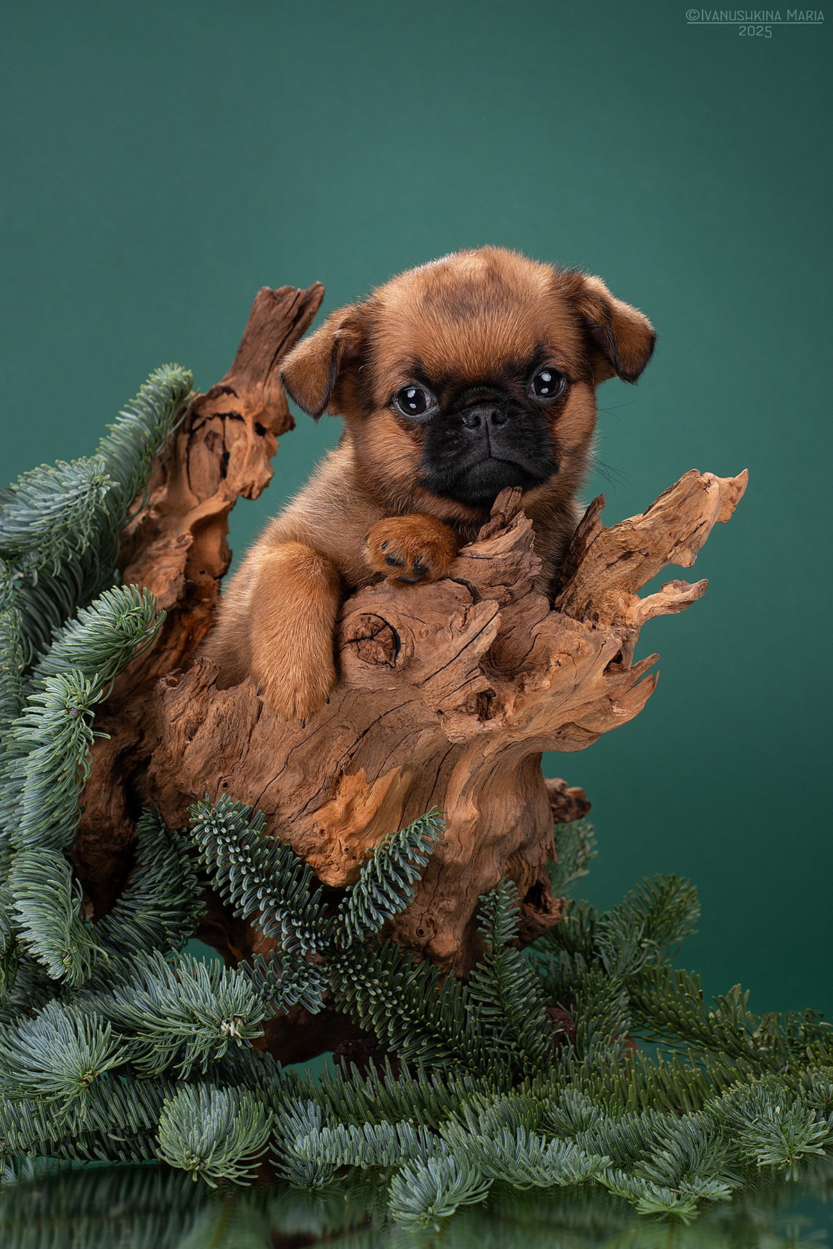 Фотосессия щенков на фонах. Фотограф собак в Москве и Московской области Иванушкина Мария