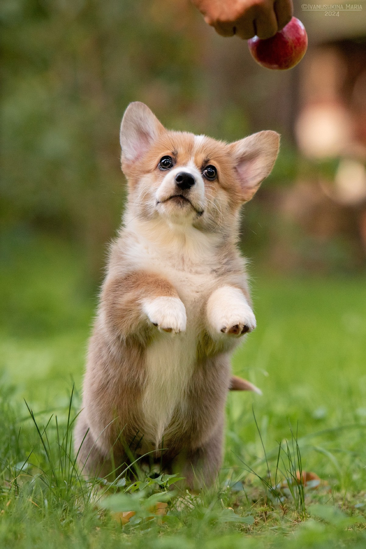 Фотосессия щенков на продажу. Фотограф собак в Москве и Московской области Иванушкина Мария