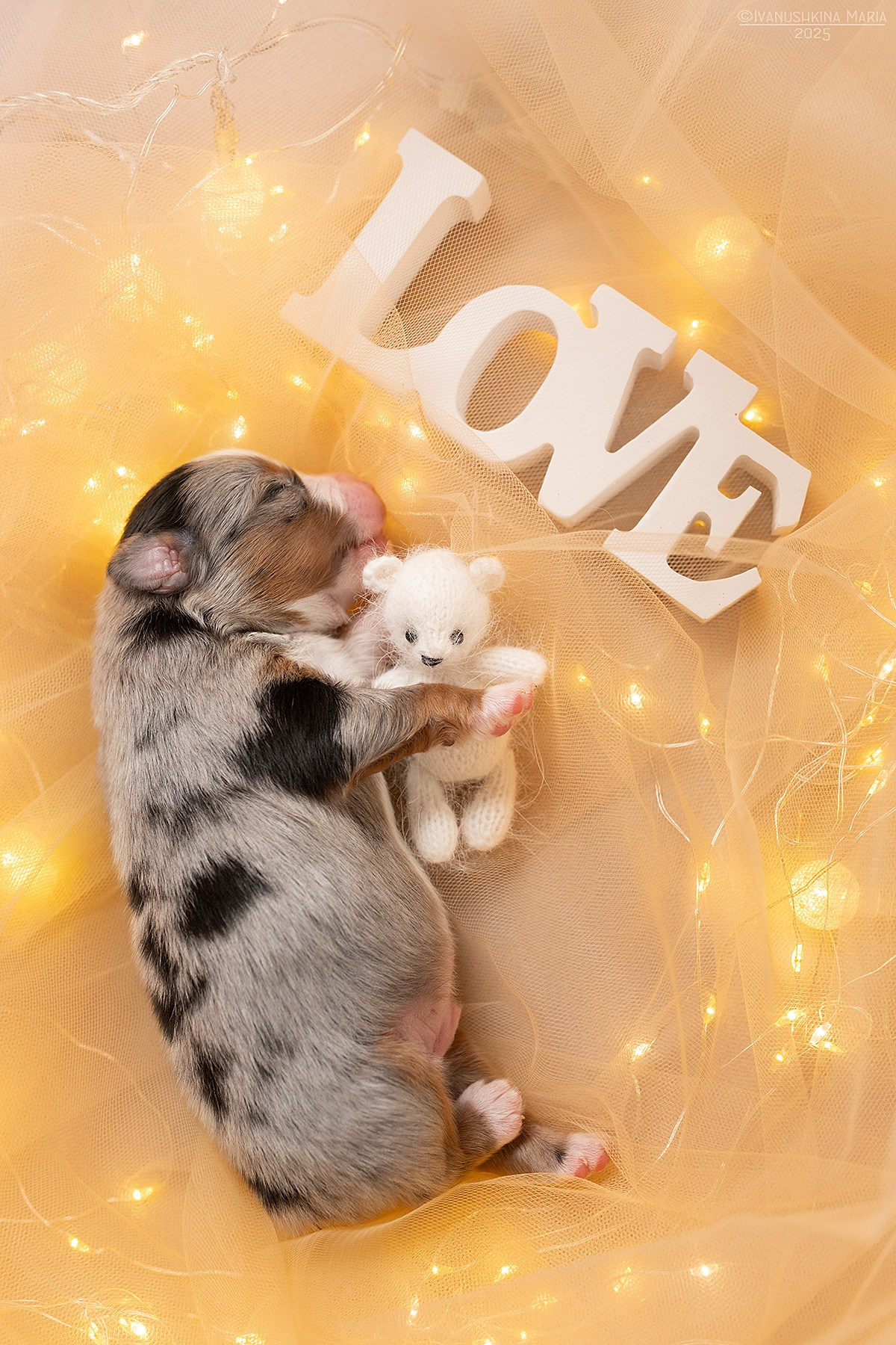 Ньюборн фотосессия щенков. Фотограф собак в Москве и Московской области Иванушкина Мария