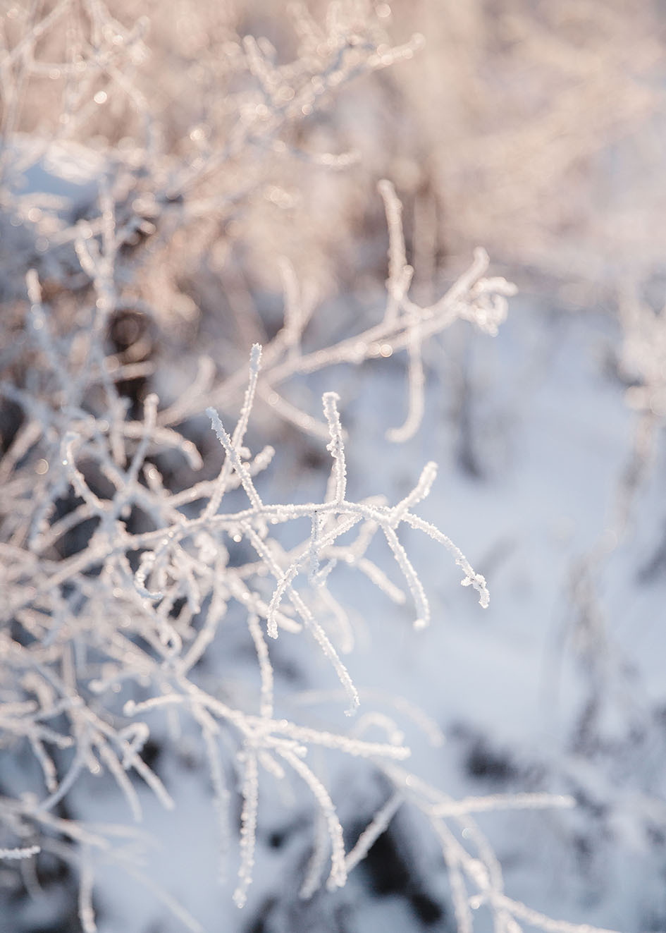 Природа зимой. Свадебный и семейный фотограф в Костроме — Цугаева Анастасия