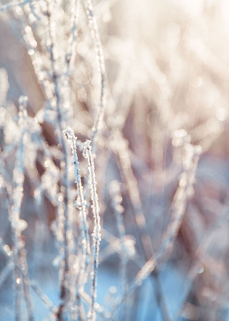 Природа зимой. Свадебный и семейный фотограф в Костроме — Цугаева Анастасия
