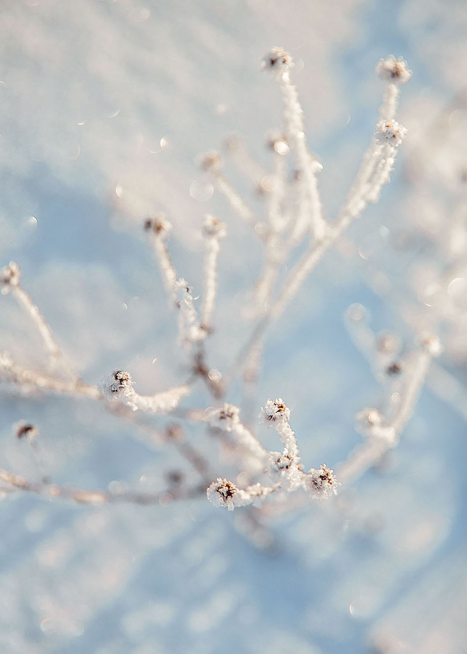Природа зимой. Свадебный и семейный фотограф в Костроме — Цугаева Анастасия