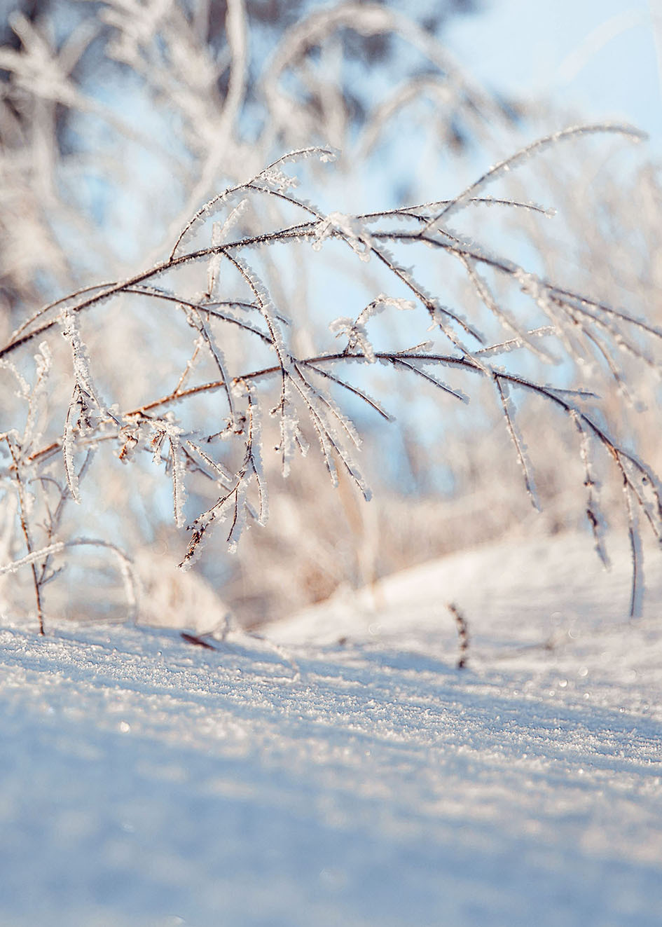 Природа зимой. Свадебный и семейный фотограф в Костроме — Цугаева Анастасия