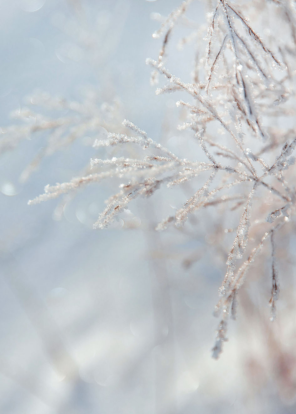 Природа зимой. Свадебный и семейный фотограф в Костроме — Цугаева Анастасия