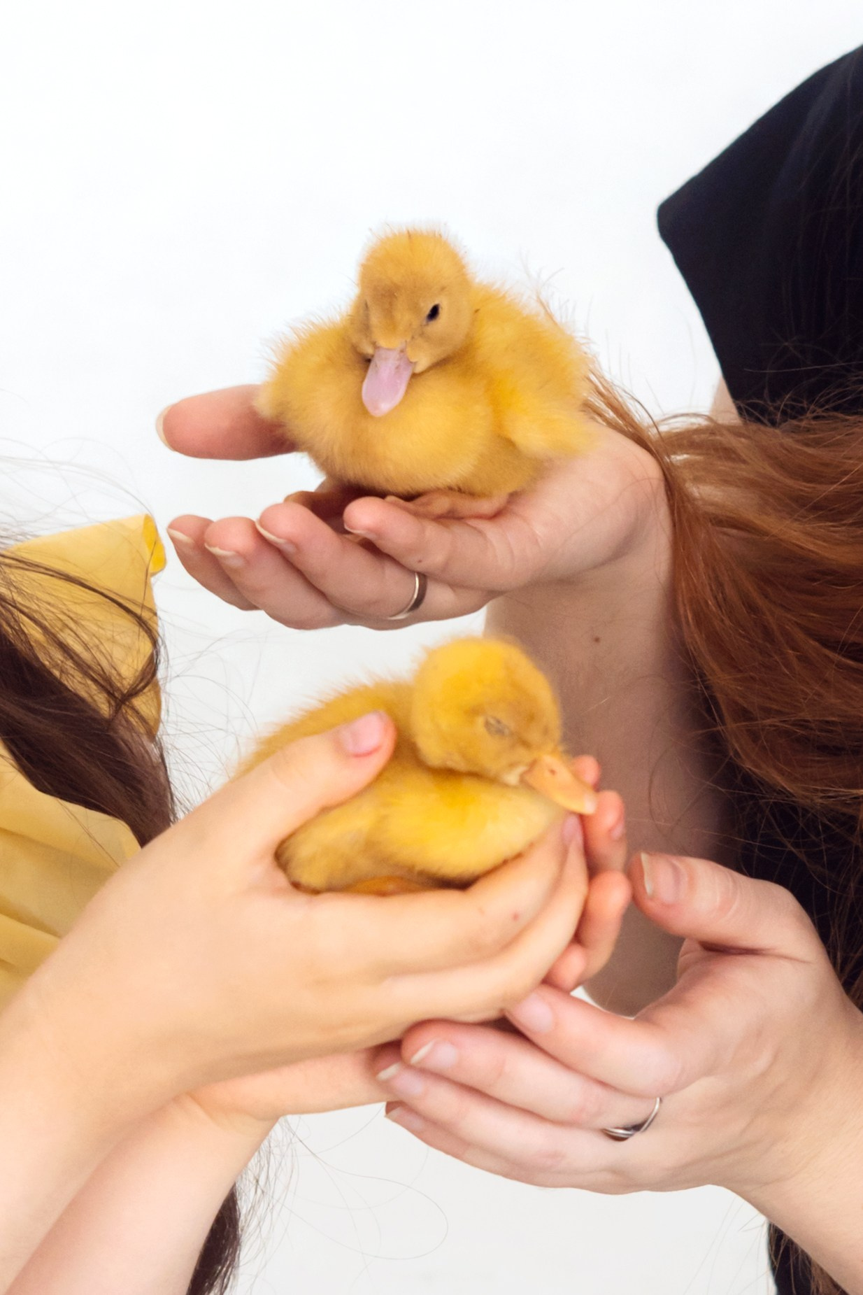 Пасхальная съемка с уточками. Мила Посвит Фотограф новорожденных в Тобольске