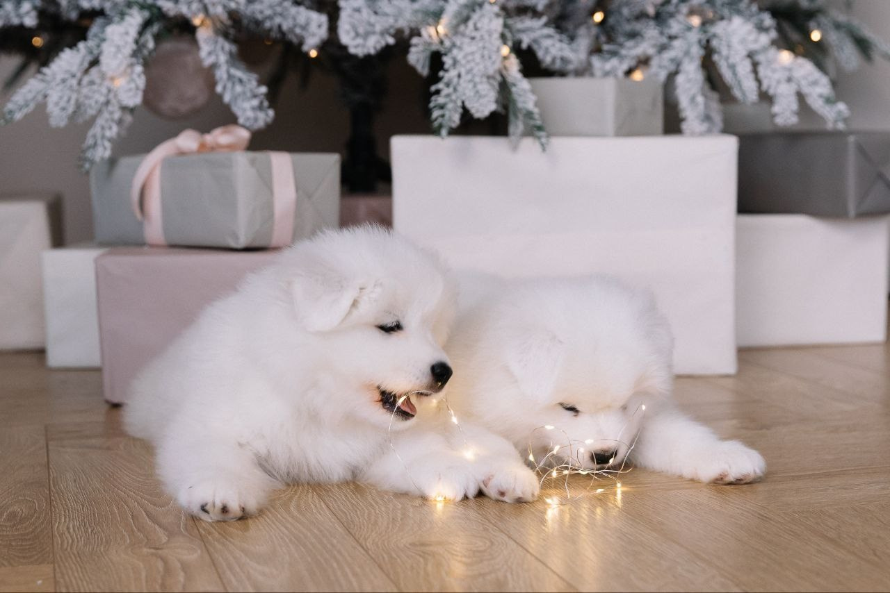 Помет «К» 17.09.2021 д. р. Самоед Новосибирск