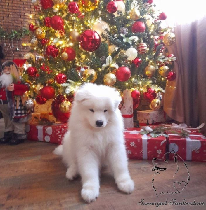 купить щенка самоед Новосибирск самоедик samoed самоеднсо.ру