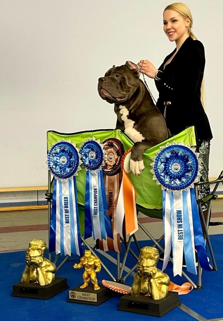 Участие в выставках. Американские булли XL в г. Калининград. Питомник Great Bully UNIVERSE