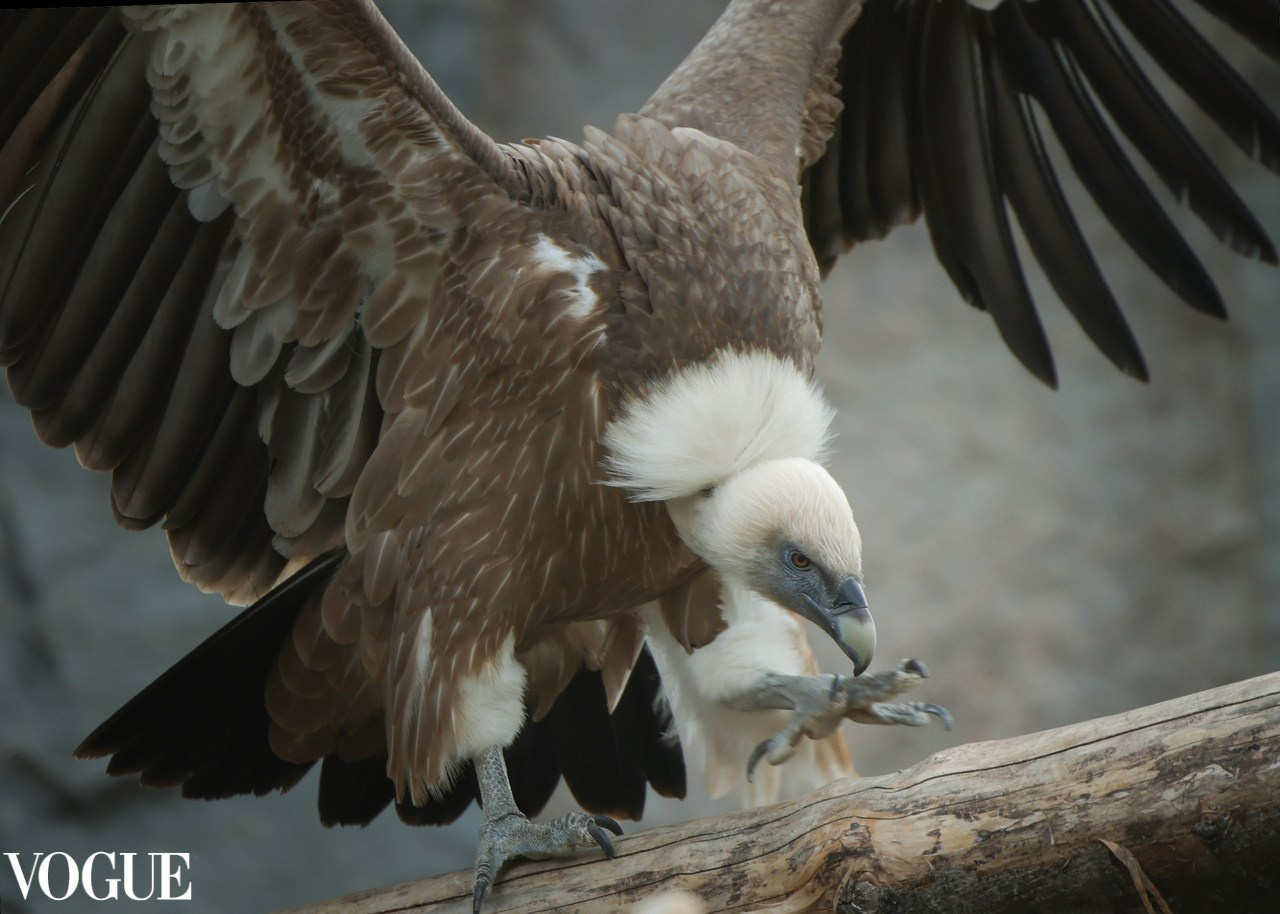 VOGUE. Репортажный, архитектурный, театральный и файн-арт фотограф Лена Мельникова в Москве