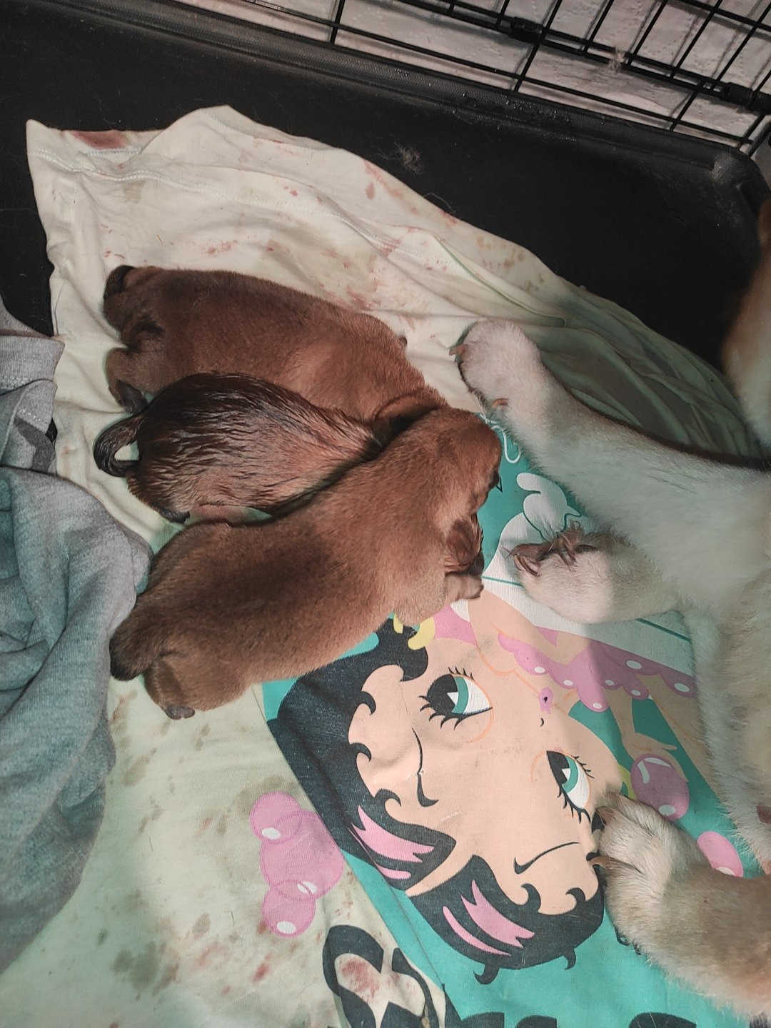 Сиба RUBYLIGHT Помет Т  Мэгги + Тор