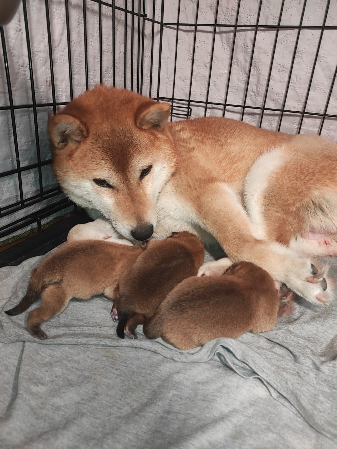 Сиба RUBYLIGHT Помет Т  Мэгги + Тор