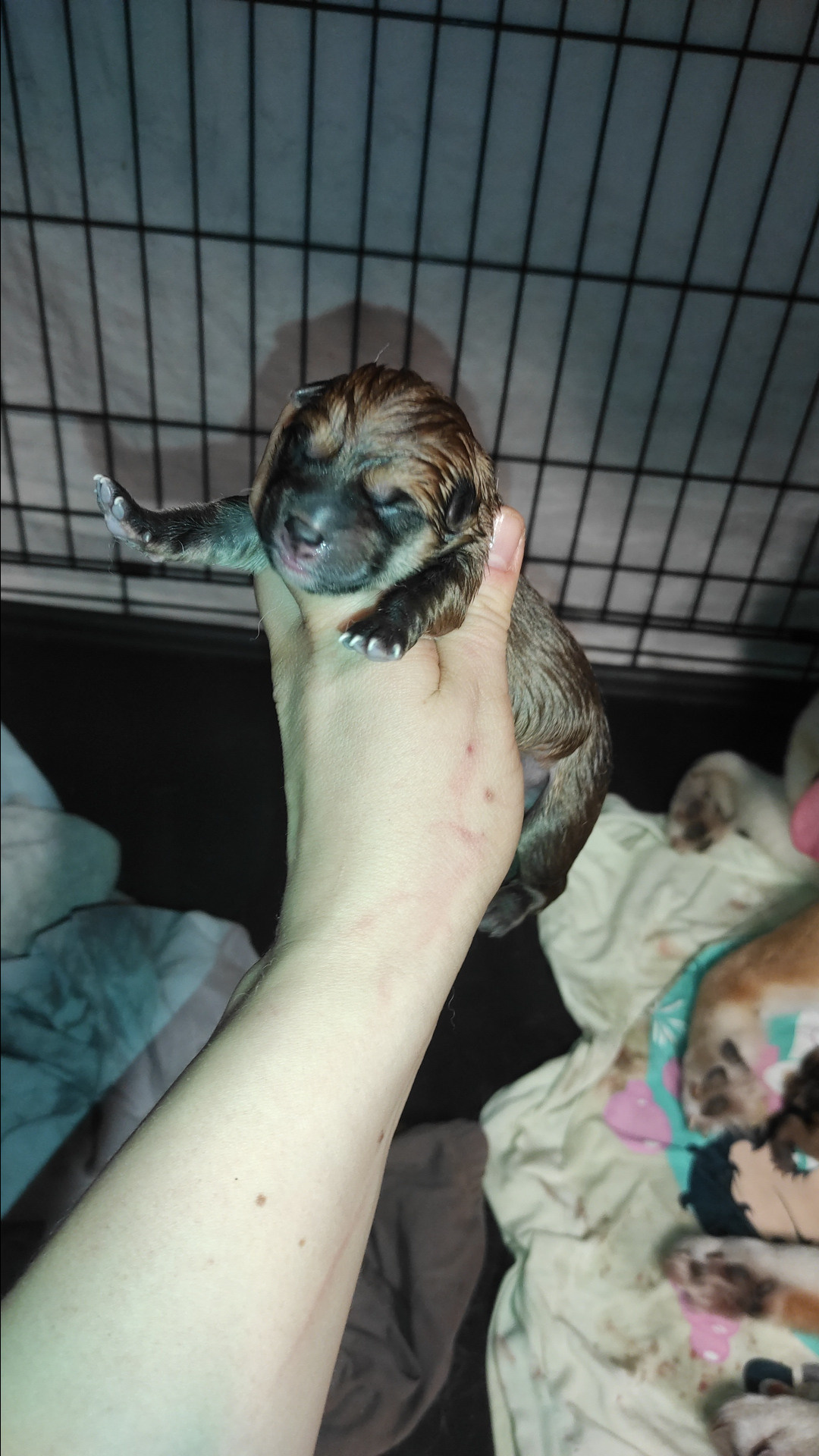 Сиба RUBYLIGHT Taddeus питомник Рубилайт 