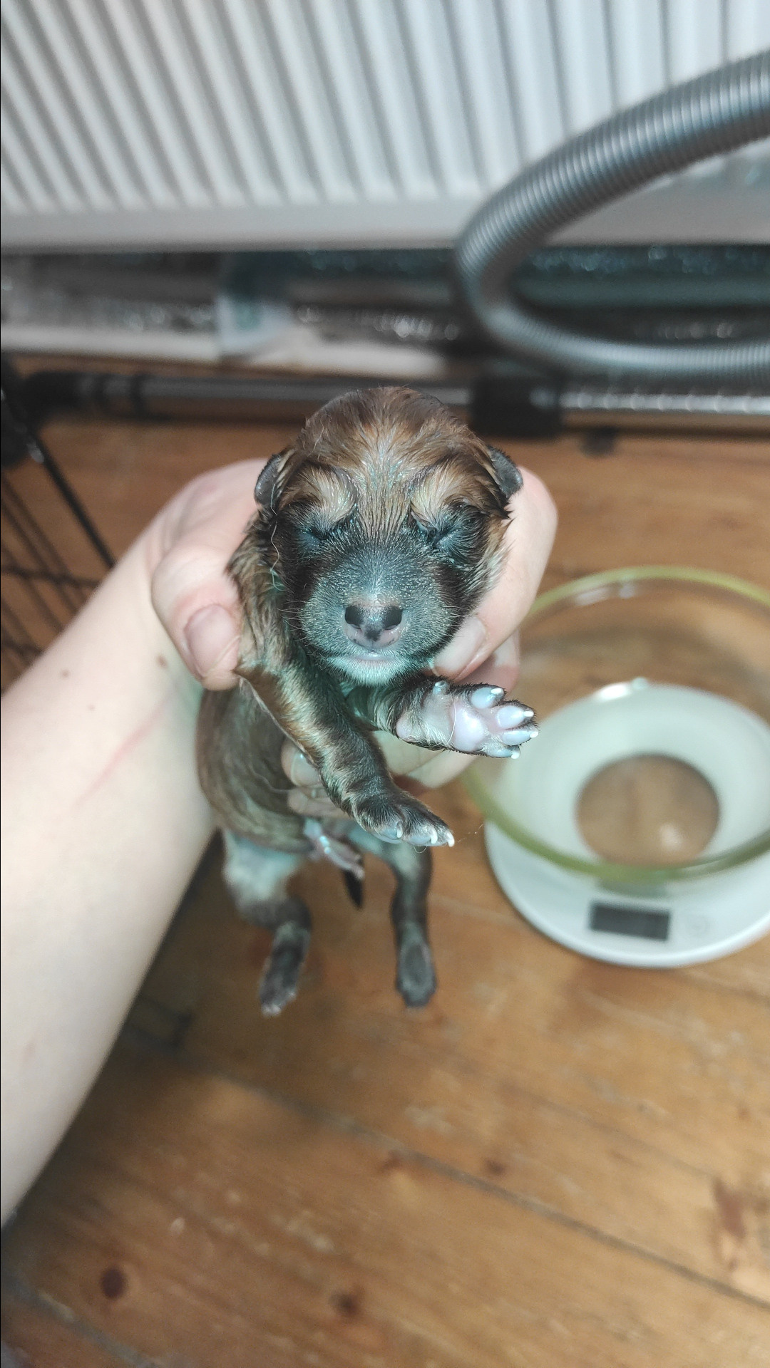 сиба питомник Рубилайт щенки на продажу rubylight  сиба щенки купить