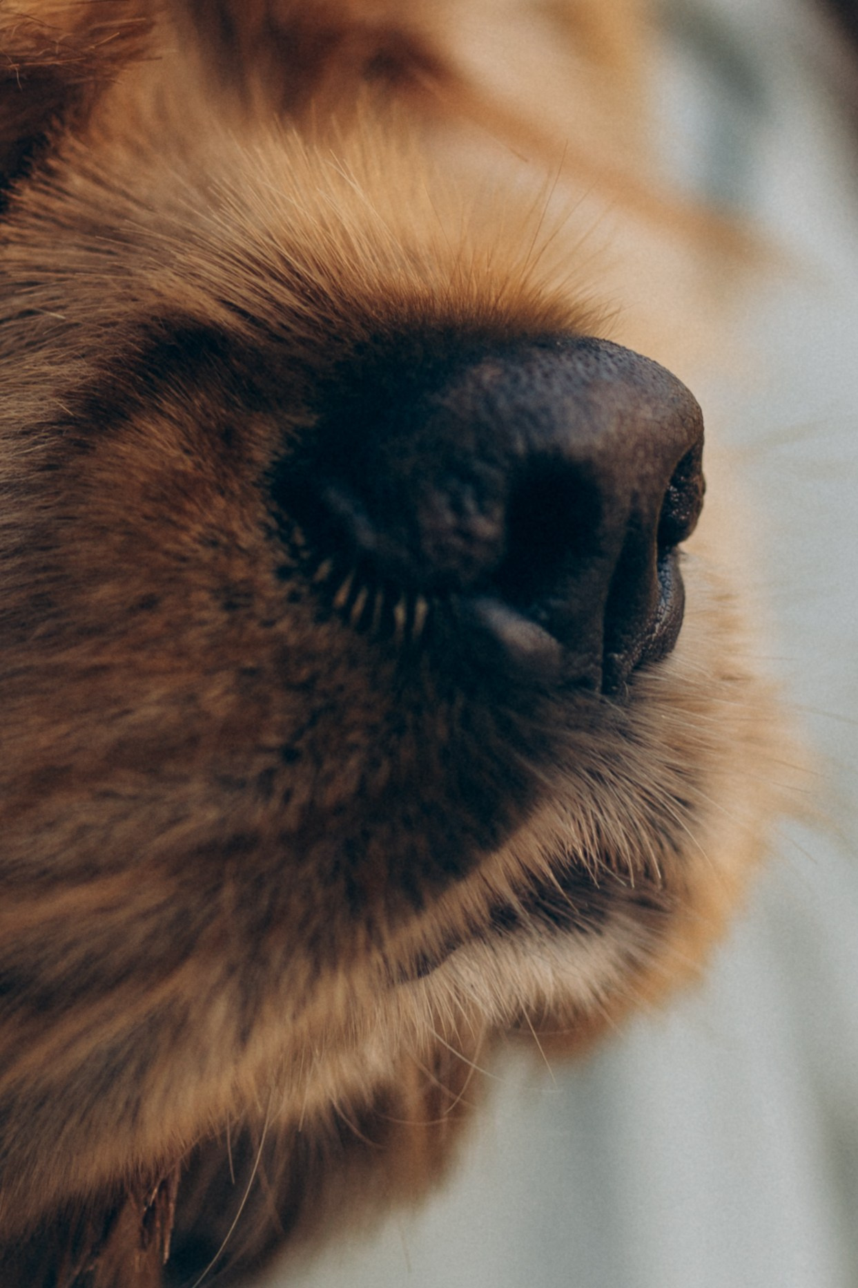 Саша Леся и Чипс. Свадебный фотограф Казань