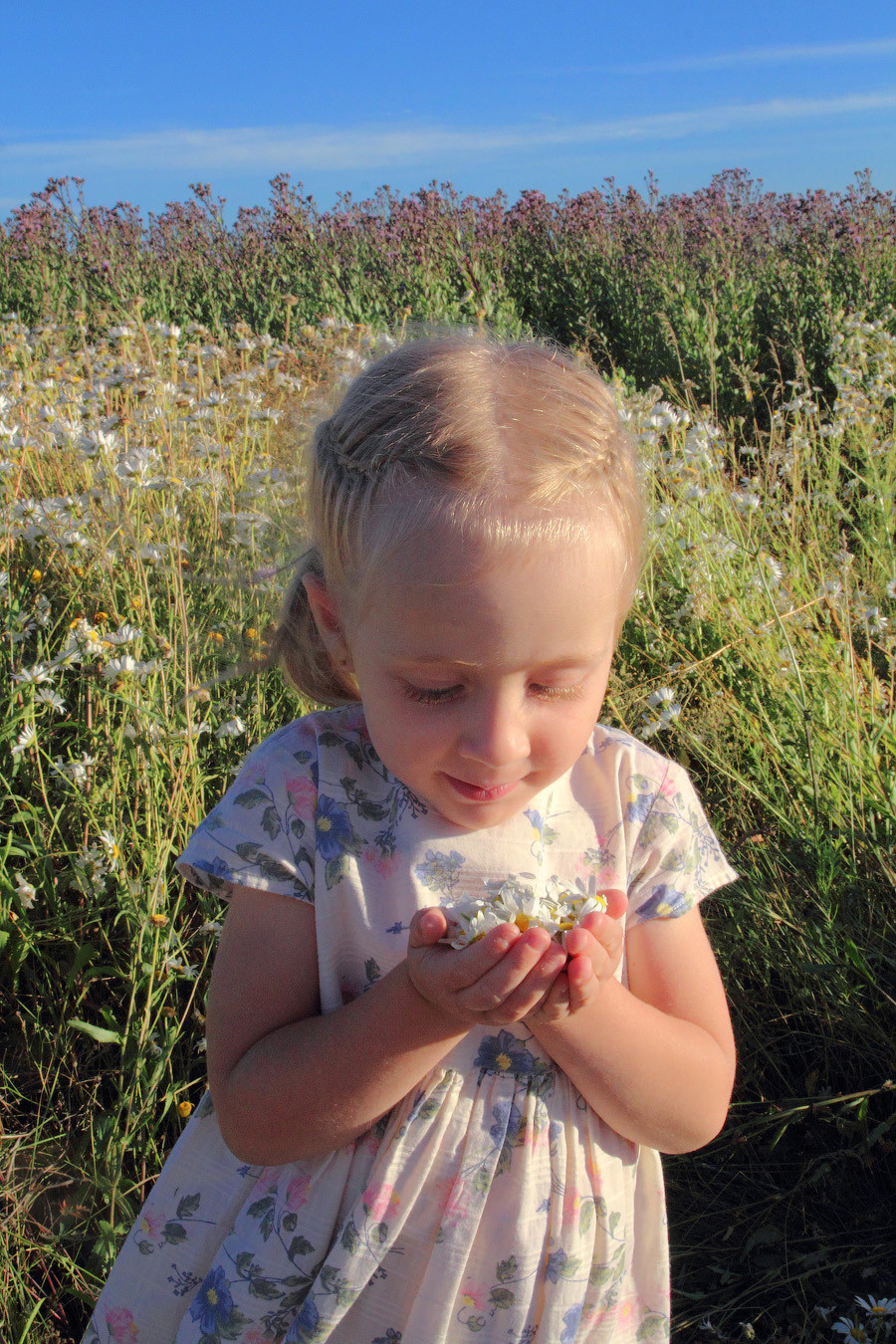 В ромашковом поле). Фотограф Ирина Колесникова