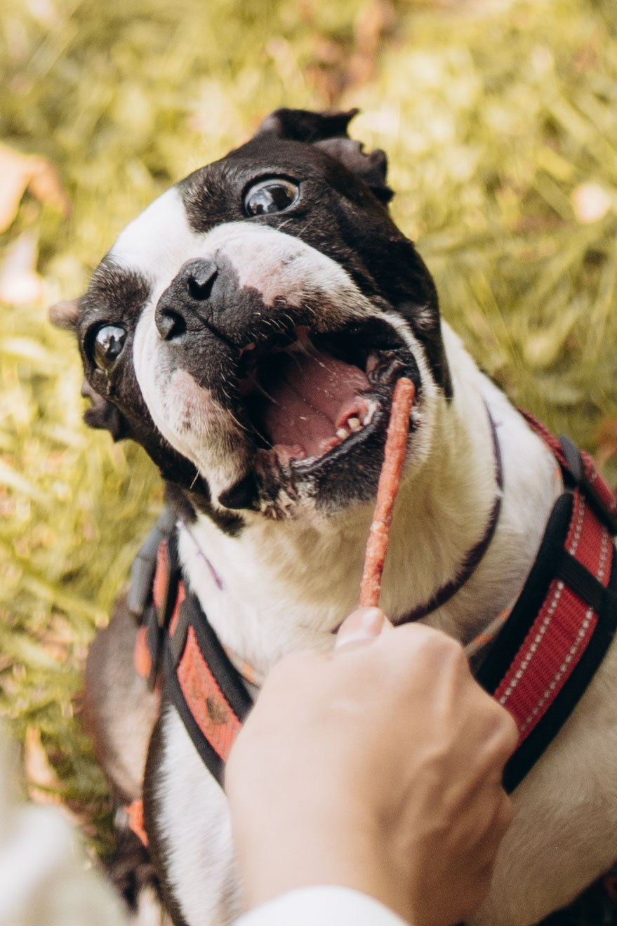 Оля и бульдоги