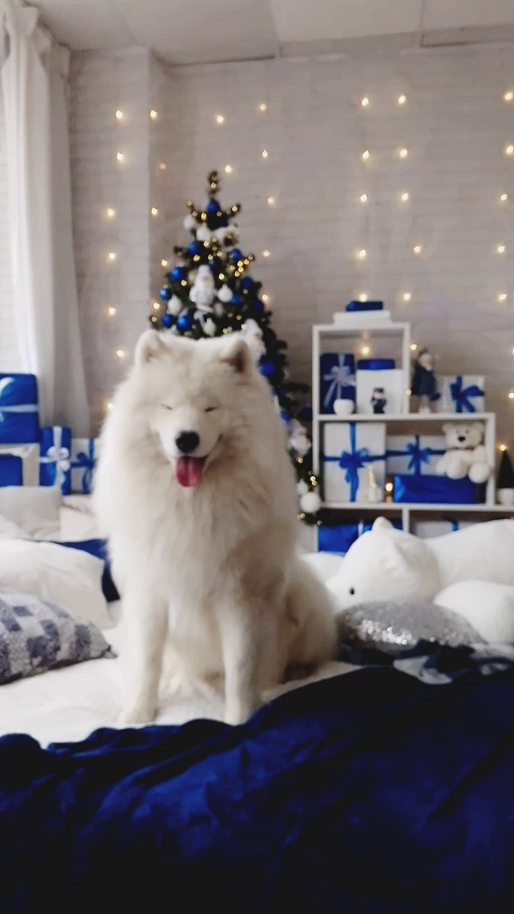 Фотостудия ‌Glory. Самоед Новосибирск