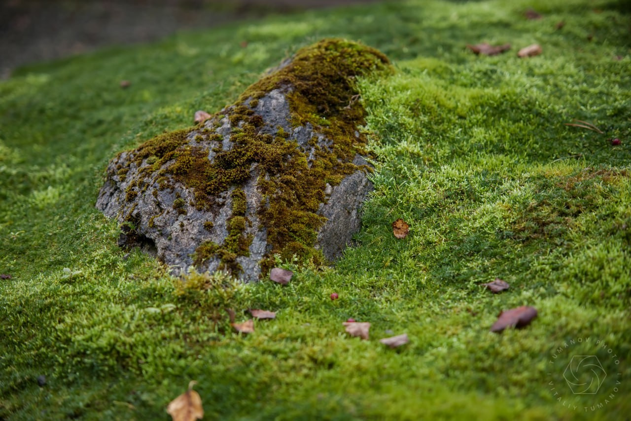 Сад мхов. Виталий Туманов — Ландшафтный фотограф
