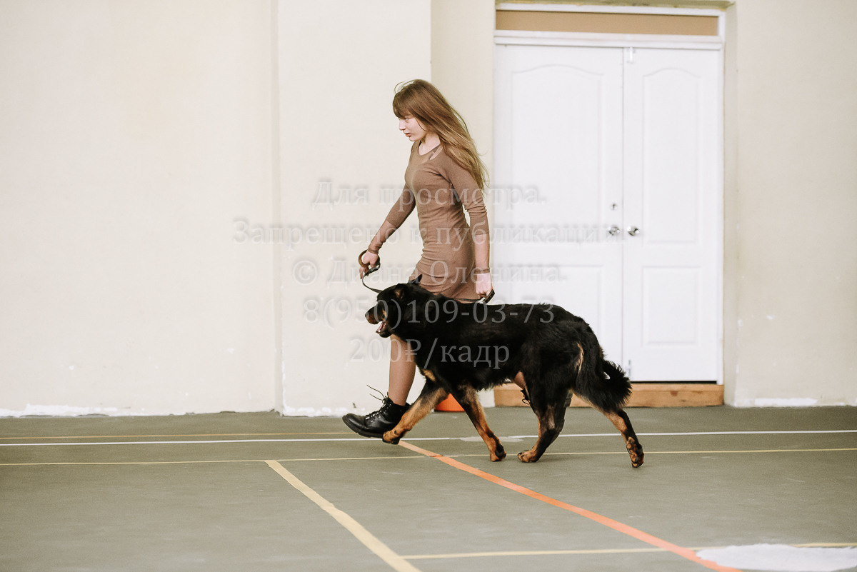 26.03.2022 Выставка собак г. Братск Континенталь. Фотограф Диана Оленина Красноярск / Братск