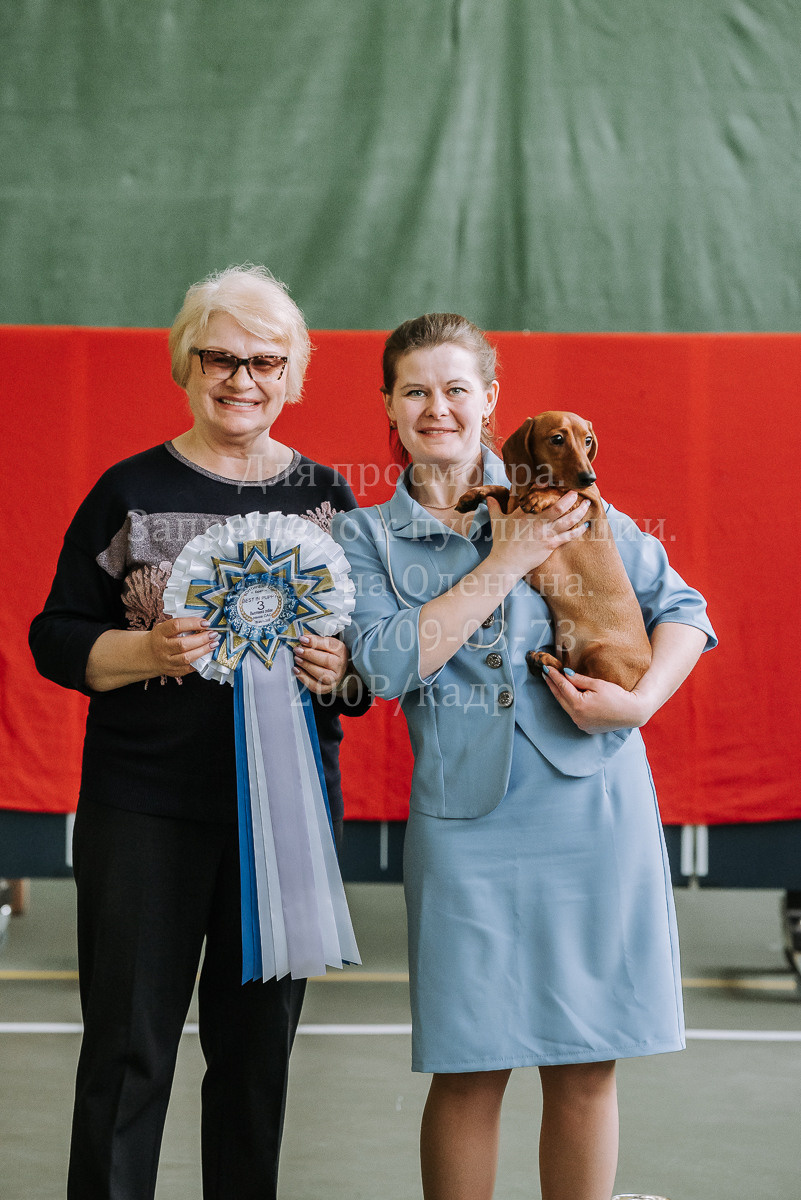 26.03.2022 Выставка собак г. Братск Континенталь. Фотограф Диана Оленина Красноярск / Братск