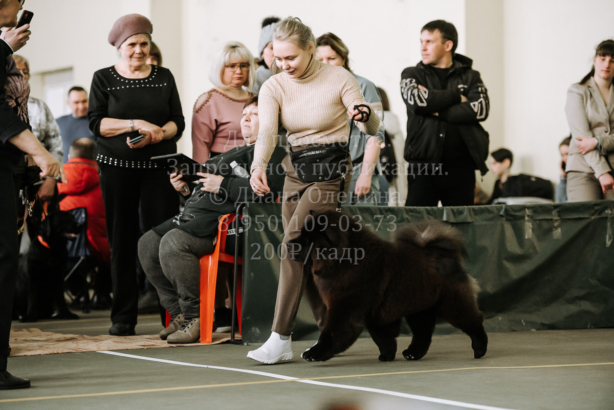 26.03.2022 Выставка собак г. Братск Континенталь. Фотограф Диана Оленина Красноярск / Братск