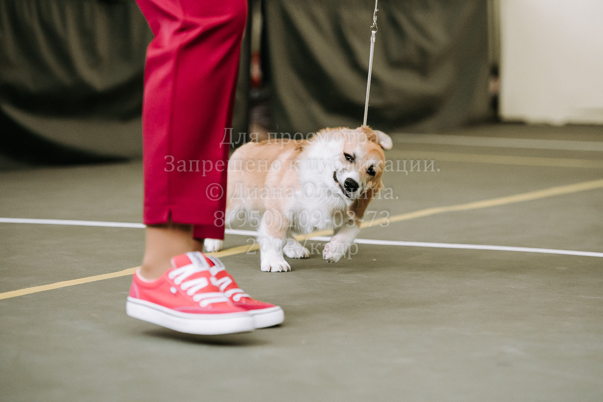 26.03.2022 Выставка собак г. Братск Континенталь. Фотограф Диана Оленина Красноярск / Братск