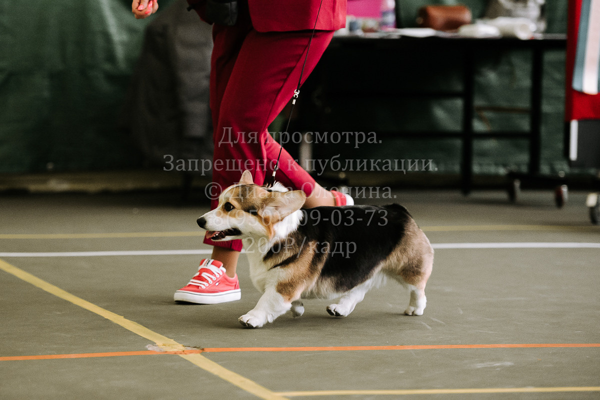 26.03.2022 Выставка собак г. Братск Континенталь. Фотограф Диана Оленина Красноярск / Братск