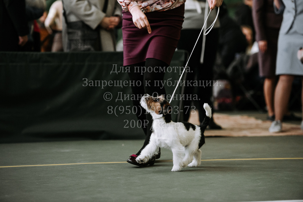 26.03.2022 Выставка собак г. Братск Континенталь. Фотограф Диана Оленина Красноярск / Братск