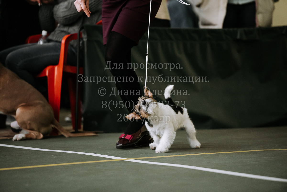 26.03.2022 Выставка собак г. Братск Континенталь. Фотограф Диана Оленина Красноярск / Братск