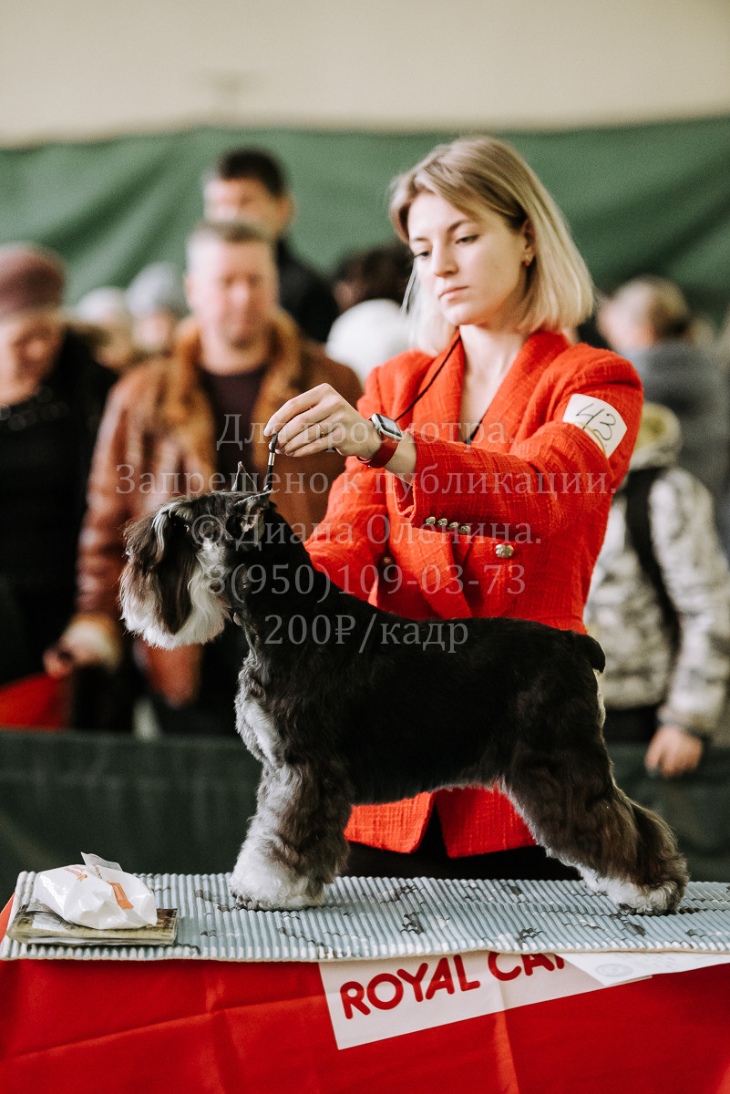 26.03.2022 Выставка собак г. Братск Континенталь. Фотограф Диана Оленина Красноярск / Братск
