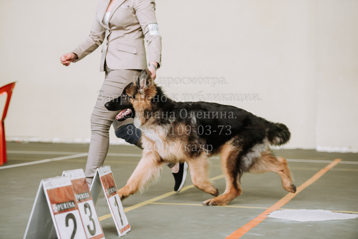 26.03.2022 Выставка собак г. Братск Континенталь. Фотограф Диана Оленина Красноярск / Братск