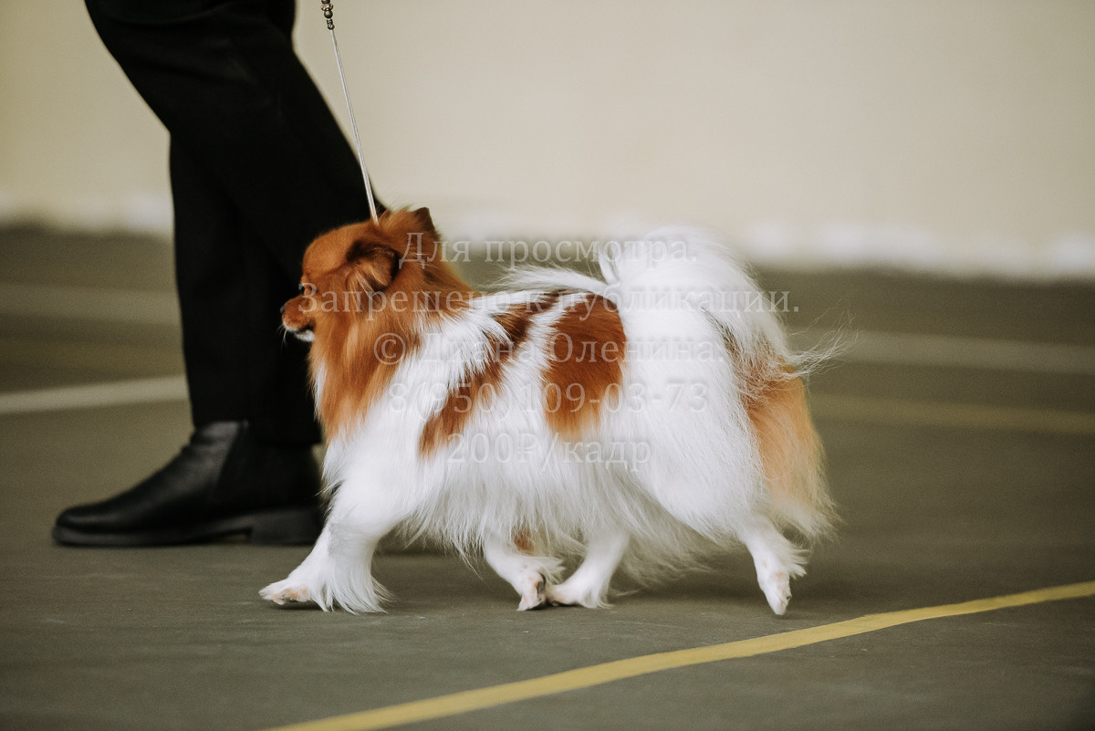 26.03.2022 Выставка собак г. Братск Континенталь. Фотограф Диана Оленина Красноярск / Братск