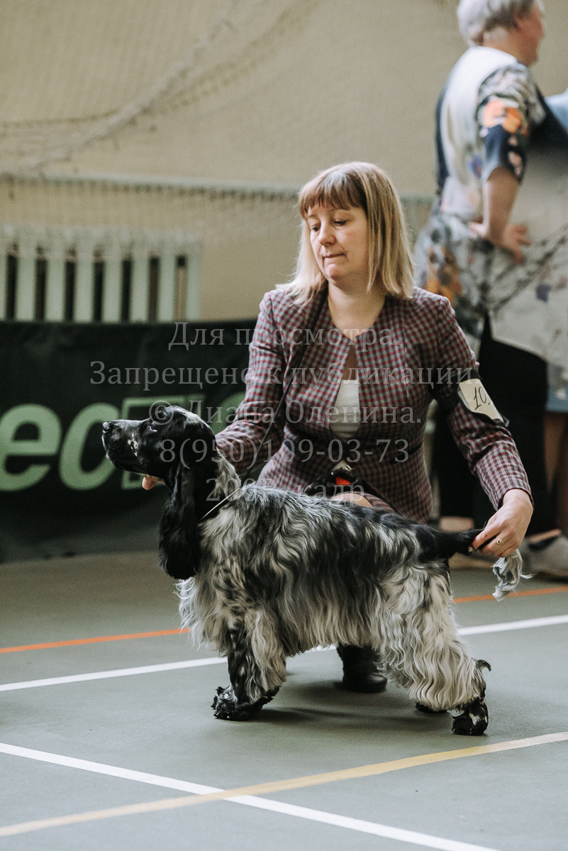 26.03.2022 Выставка собак г. Братск Континенталь. Фотограф Диана Оленина Красноярск / Братск