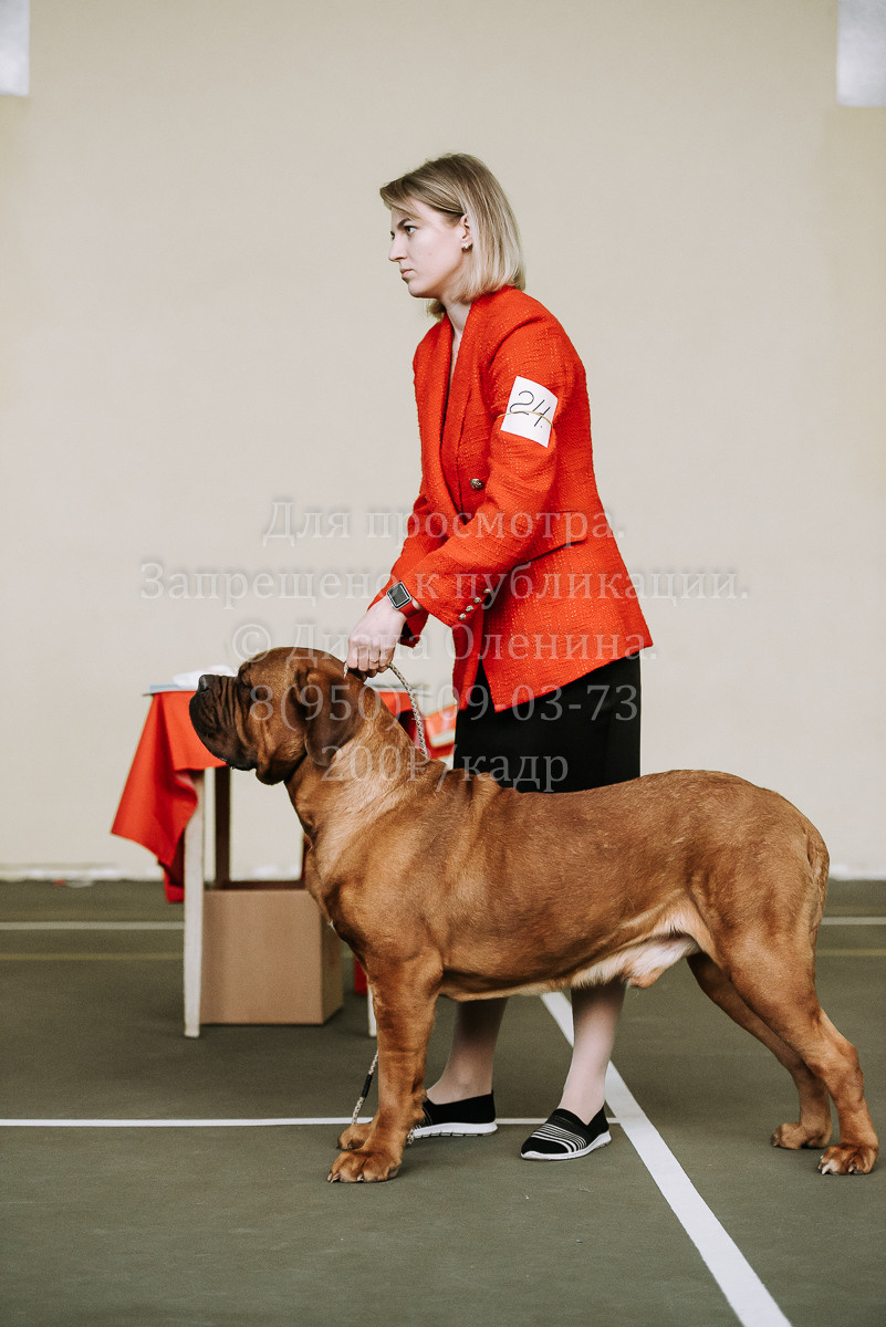 26.03.2022 Выставка собак г. Братск Континенталь. Фотограф Диана Оленина Красноярск / Братск