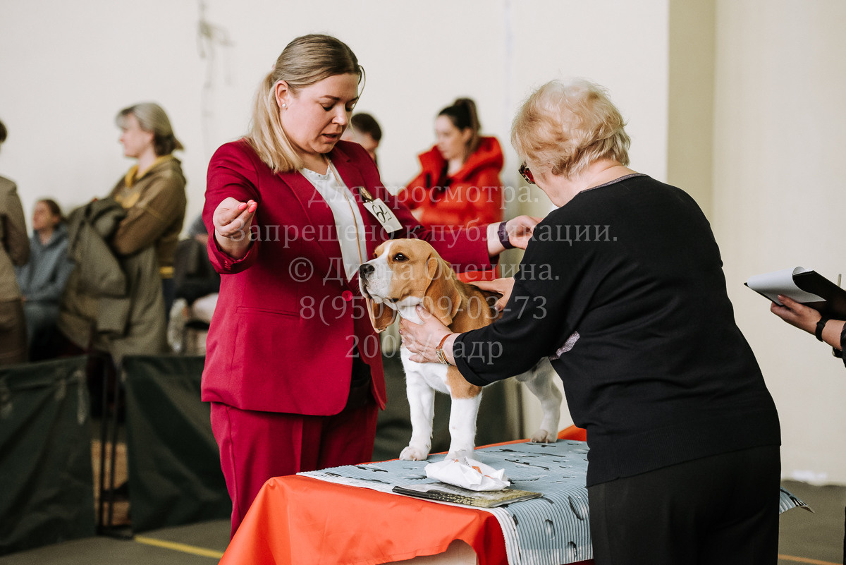 26.03.2022 Выставка собак г. Братск Континенталь. Фотограф Диана Оленина Красноярск / Братск