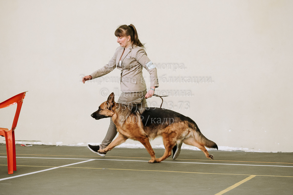 26.03.2022 Выставка собак г. Братск Континенталь. Фотограф Диана Оленина Красноярск / Братск