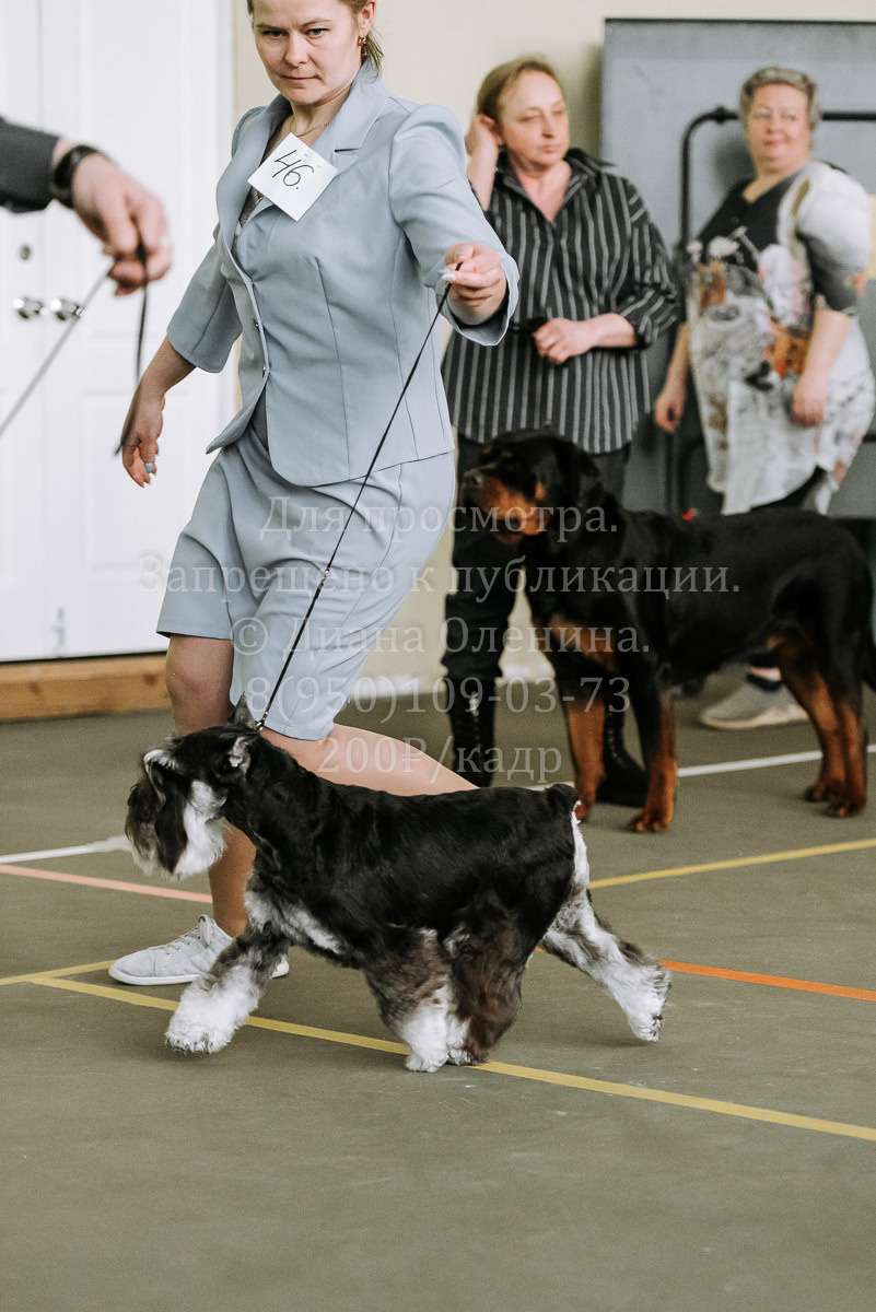 26.03.2022 Выставка собак г. Братск Континенталь. Фотограф Диана Оленина Красноярск / Братск