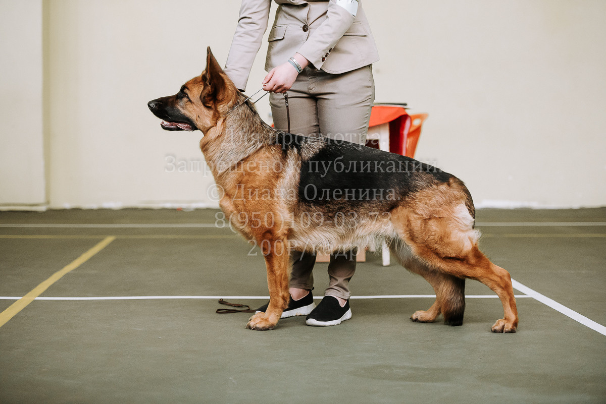 26.03.2022 Выставка собак г. Братск Континенталь. Фотограф Диана Оленина Красноярск / Братск