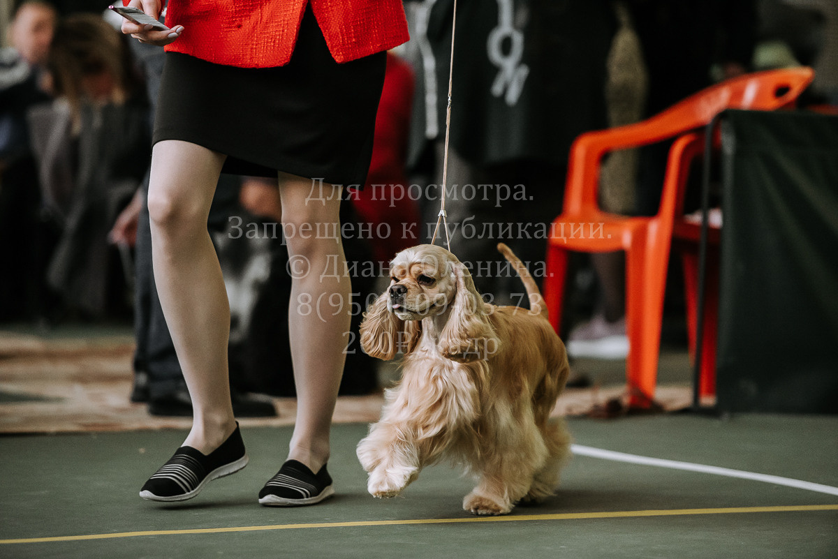 26.03.2022 Выставка собак г. Братск Континенталь. Фотограф Диана Оленина Красноярск / Братск