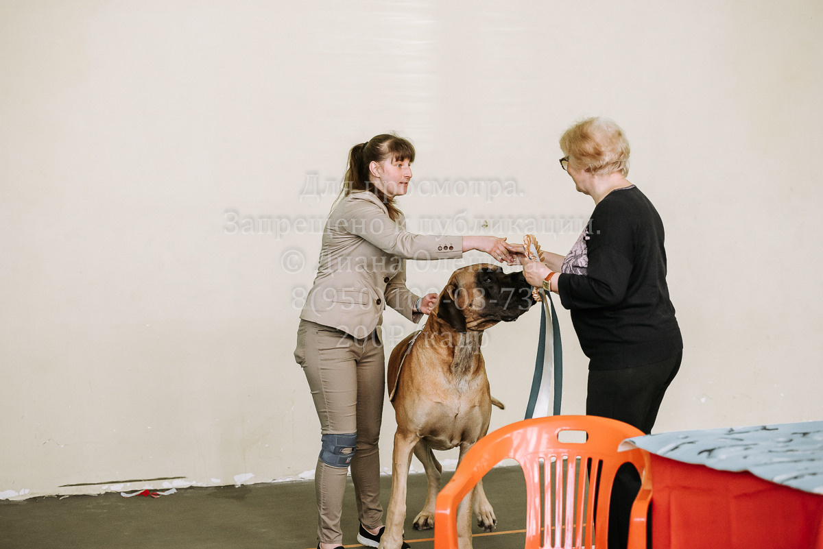 26.03.2022 Выставка собак г. Братск Континенталь. Фотограф Диана Оленина Красноярск / Братск