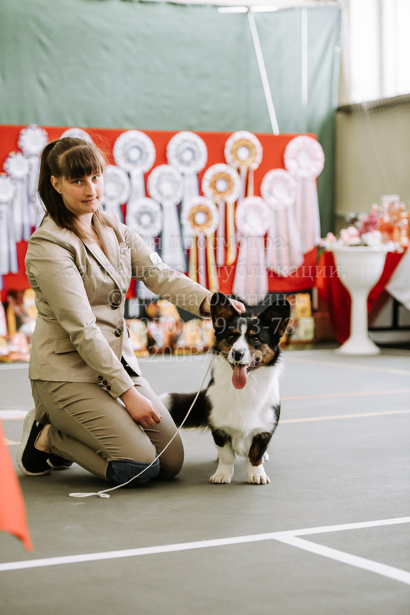 26.03.2022 Выставка собак г. Братск Континенталь. Фотограф Диана Оленина Красноярск / Братск