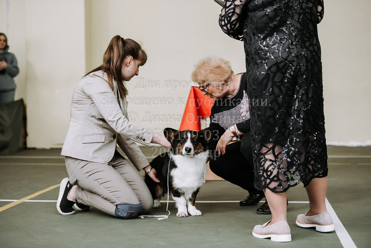 26.03.2022 Выставка собак г. Братск Континенталь. Фотограф Диана Оленина Красноярск / Братск